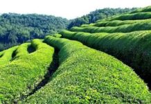 Azərbaycan 2025-ci ilin əvvəllərində çay idxalını Sri Lanka’dan ikiqat artırır. azrbaycan-2025-ci-ilin-vvllrind-ay-idxaln-sri-lankadan-ikiqat-artrr
