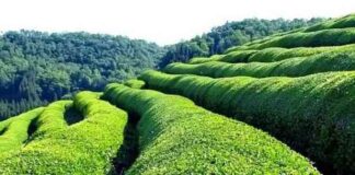 Azərbaycan 2025-ci ilin əvvəllərində çay idxalını Sri Lanka’dan ikiqat artırır. azrbaycan-2025-ci-ilin-vvllrind-ay-idxaln-sri-lankadan-ikiqat-artrr