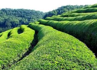 Azərbaycan 2025-ci ilin əvvəllərində çay idxalını Sri Lanka’dan ikiqat artırır. azrbaycan-2025-ci-ilin-vvllrind-ay-idxaln-sri-lankadan-ikiqat-artrr