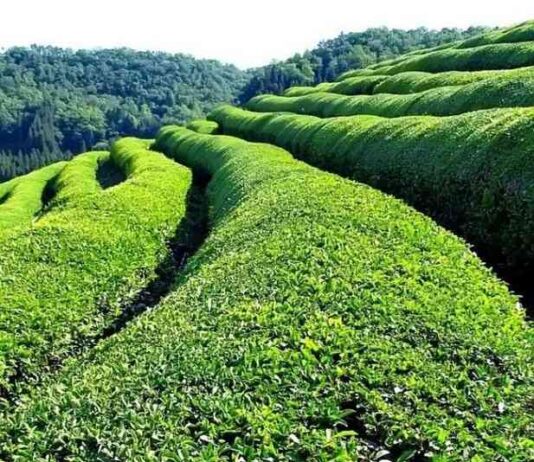 Azərbaycan 2025-ci ilin əvvəllərində çay idxalını Sri Lanka’dan ikiqat artırır. azrbaycan-2025-ci-ilin-vvllrind-ay-idxaln-sri-lankadan-ikiqat-artrr