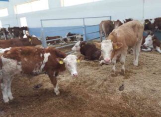 Xocalı Heyvandarlıq Məhsulları: Daxili Bazar və Xaricə İxrac Potensialı xocal-heyvandarlq-mhsullar-daxili-bazar-v-xaric-ixrac-potensial