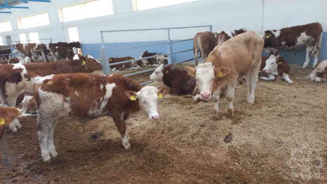 Xocalı Heyvandarlıq Məhsulları: Daxili Bazar və Xaricə İxrac Potensialı xocal-heyvandarlq-mhsullar-daxili-bazar-v-xaric-ixrac-potensial